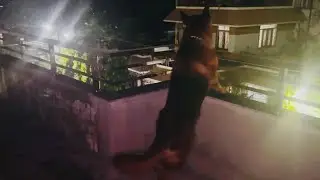 Night Guarding By German Shepherd|Best Guarding Dog|