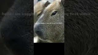 capybara's first video