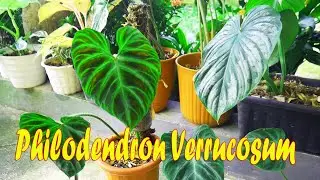 Ternyata Semudah Ini Perbanyak PHILODENDRON VERRUCOSUM