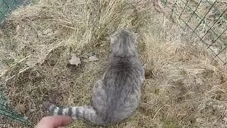 Эпичная охота серого кота на уток