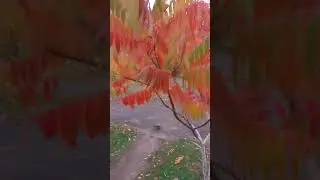Осеннее волшебство: природа радует нас палитрой ярких листьев 🍁🍂
