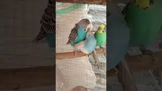 Budgi Parrot Mating 