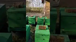 Сбор пыльцы поздней осенью.