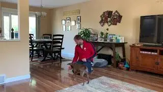 Tips to Stop Nala, Baylee and Mia from Fence Fighting in the Yard