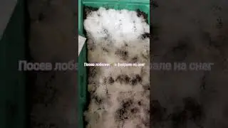 Садоводы!!Приступаем к Посеву Лобелии/Простой и Проверенный Способ Посева #сад  #посевсемян #цветы