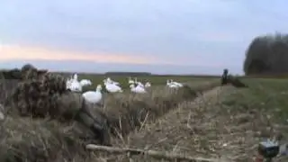 Swan Hunt 1-22-2011