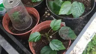 Гибискусы Пересадка