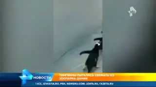 Пингвины сбежали из зоопарка Дании