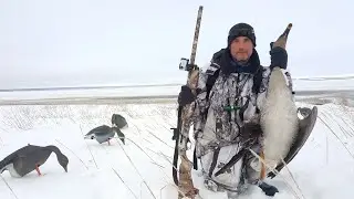 Охота на гусей 2018