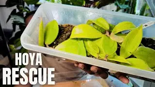 How I saved My Hoyas - Repotting Hoya Plants