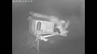 Double Food Delivery At the House.  Owl Box OSC - 6/17/23 - 11:49 pm