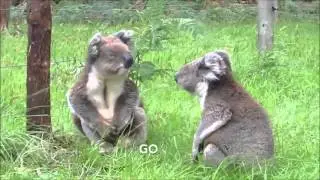 Koala fight + Subtitles