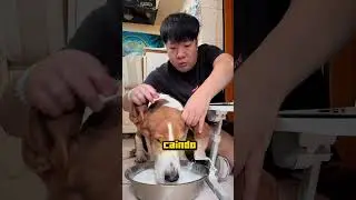 This dog's ears are more useful than you think! 😂🐶