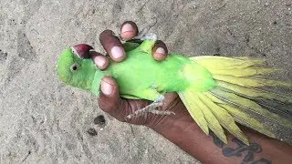 green parakeet eating with banana