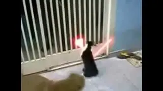 Котэ Дарта Вейдера