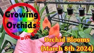 All My Orchids in Spike, Bud or Bloom on the 8th