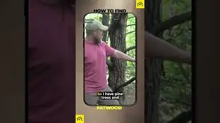 How to Find Fatwood? | Survival Tips | Bushcraft Skills