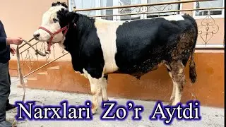 SIFATLI   BOQMA  BUQALAR   SOTILADI . NARXLARI YULIDA  ZO’R BULDI . Dastafka Kelishiladi.