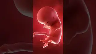 Amazing Pics of Fetal Development During Pregnancy 👶🏼| Weeks 4-38 #shorts