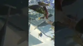 nyawang ikan koi lagi