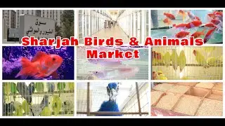 Latest Updates: Sharjah Al Jubail - Birds & Animals Market | Global Candid