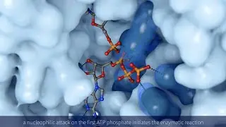 Protein structure portrait: NMNAT
