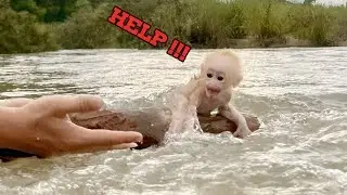 The process of rescuing and taking care of baby monkey Lulu in the first days,Tam tells the story
