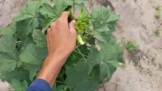 Plantações de mandioca, feijão, milho, feijão macassar,inhame,quiabo.Daqui do nosso sítio.