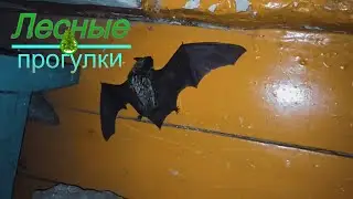 Бетмэн уже не тот, летучая мышь прилетела к нам