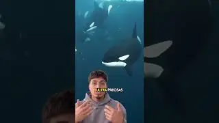 EL GOLPE FUE DEMASIADO FUERTE PARA LA BALLENA