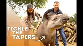Tickle A Tapir | Paradise Wildlife Park!