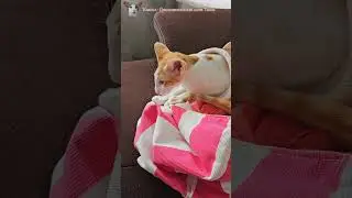 Упакованный парень 😸✌🏻