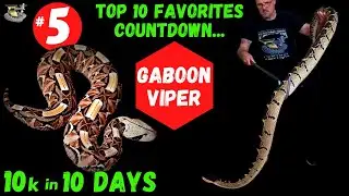 One of the World's Fastest Snakes, In Slow Motion