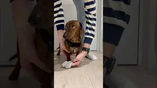 Mini dachshund's post-walk routine