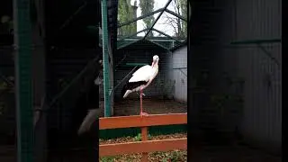 Айст