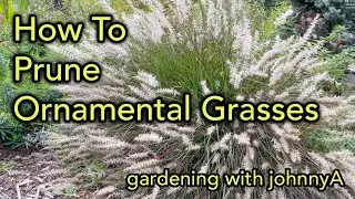 How and When To Prune Ornamental Grasses the Easy Way - Demonstration.