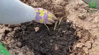 Spring rose planting. 2 methods: classic and 