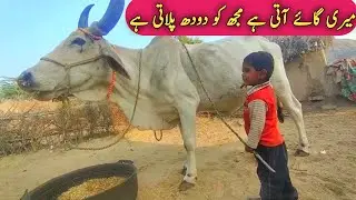 My cow comes and gives me milk || Baby Boy Paly With Cow || Child Love With Cow
