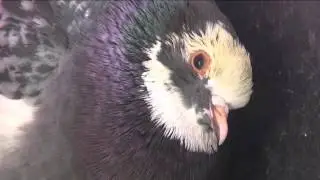короткометражный фильм " Голубь"