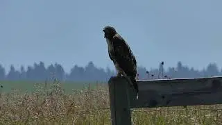 Redtail Hawk Calling