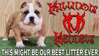 AMERICAN BULLY PUPPIES FOR SALE FROM THE WORLD FAMOUS KILLINOIS KENNELS !!!!!