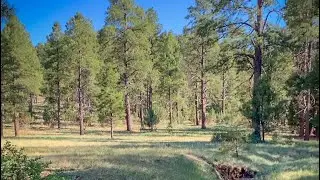 Potato Patch Campground - Mingus Mountain, AZ #shorts