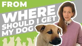 Adopt vs Breeder - From WHERE should I get my dog?