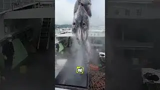 Тунец: рыба без колючек и с одной большой костью! 🐟