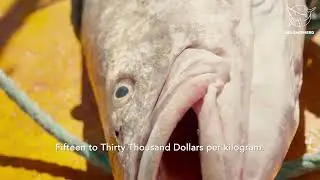 Operation Milagro Update: Dead Totoaba Found in the Vaquita Refuge