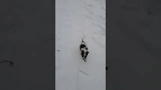Пёс Верный)