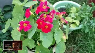 обзор моего участка / 1 июля 2021 г ./   МОИ РОЗЫ / ТОМАТЫ 🍅🍅🍅