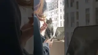 Девочки, такие девочки 😍 #котики #котикитакиекотики