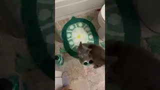 Rescued grey boy relaxes in foster