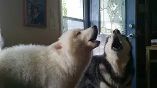 Howling Malamute & Husky Puppy 🐺❤️❣